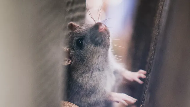 A mouse that made its way in between items in a customers home 