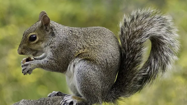 Squirrel relocated outside after making a home inside of an office building 