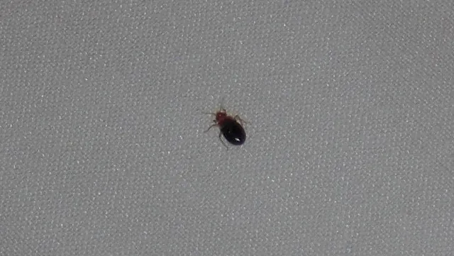 A bed bug found by our team after the customer wanted our talented staff to fix an issue